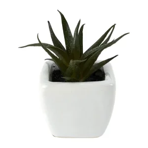 PLANTE G ANDA ASS DIS 145000