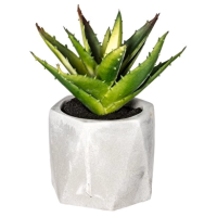 PLANTE G CIM MASA ASS H14 114760