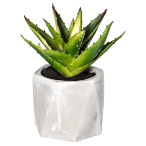 PLANTE G CIM MASA ASS H14 114760