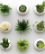 PLANTE MAGNET01